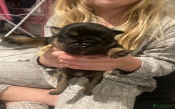 English Bulldog dogs for sale: Litter of 8  - Image 4