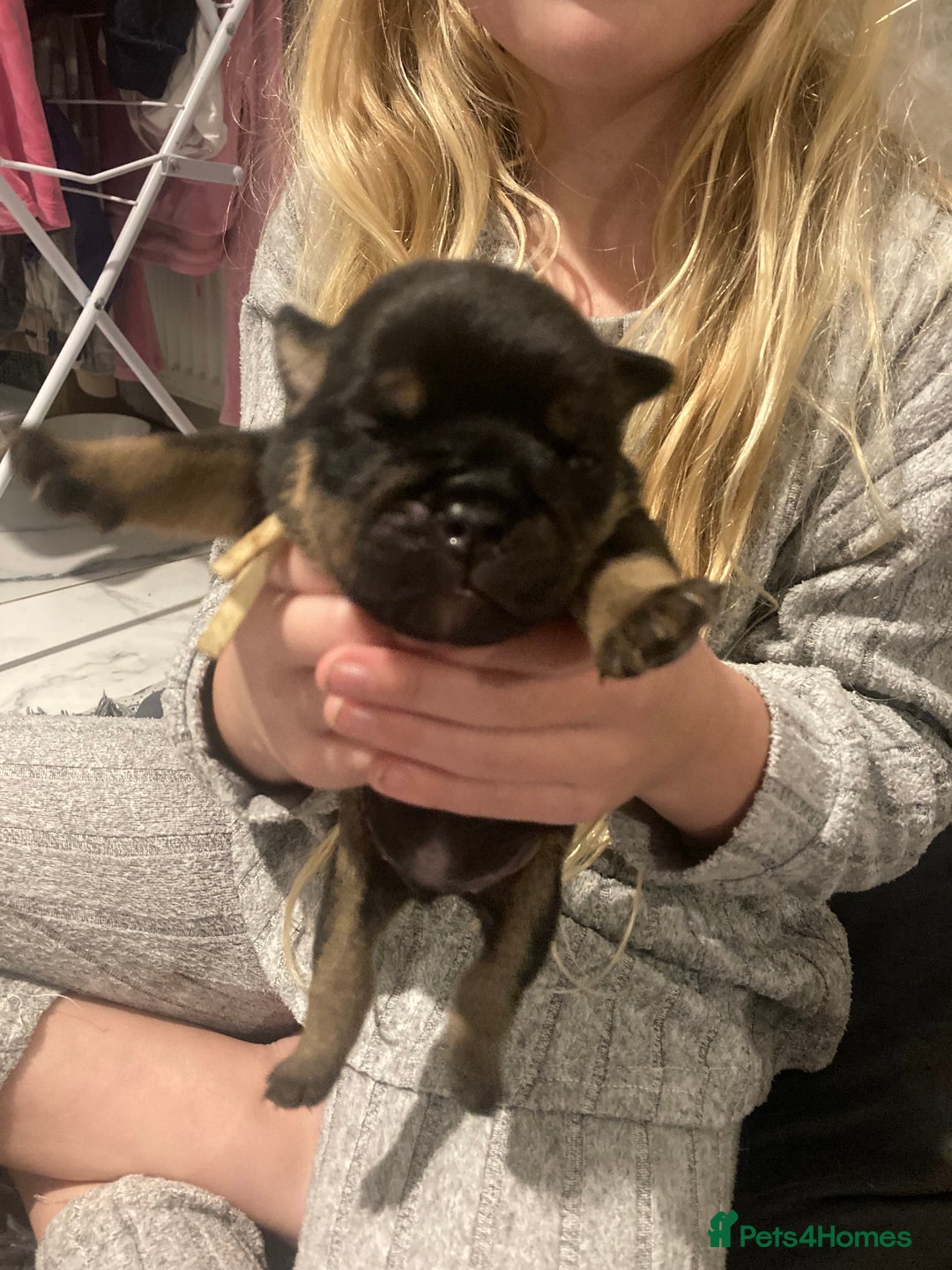 English Bulldog dogs for sale: Litter of 8  - Image 4