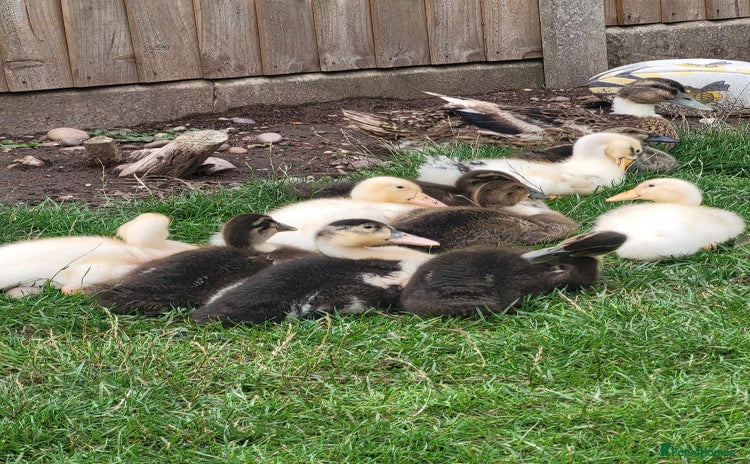 Ducks poultry - Advert 5