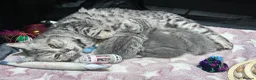 British Shorthair cats for sale: Gorgeous Pedigree British Shorthair Kittens  in Oldham - Advert 9