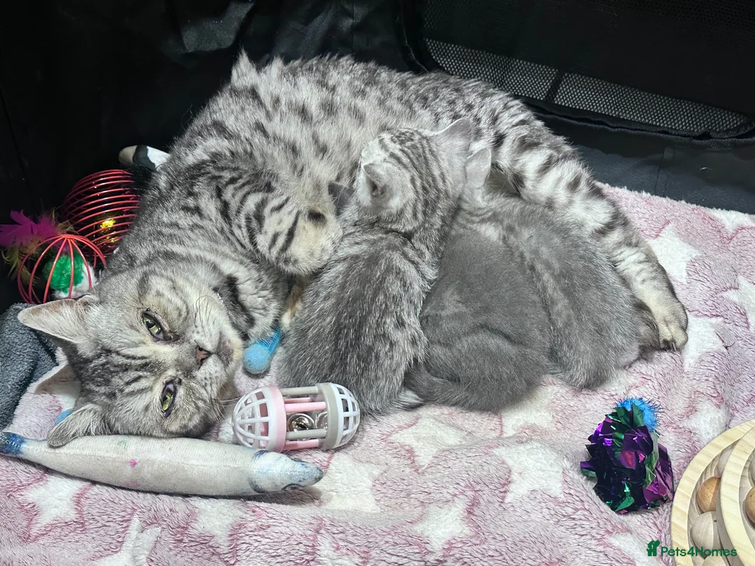 British Shorthair cats for sale: Gorgeous Pedigree British Shorthair Kittens  in Oldham - Advert 9