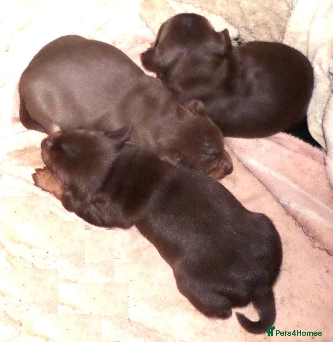 Jack Russell dogs for sale: Beautiful Muchwenlock Jack Russell puppies - Advert 7