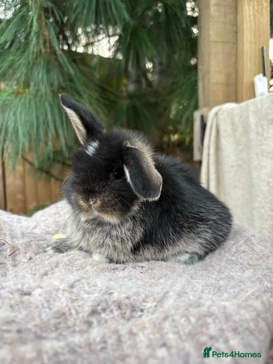Mini Lop rabbits for sale: Vaccinated pure bred Holland lops   - Advert 2