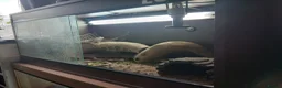 Bearded Dragon reptiles for sale: Bearded dragon x2 both have full working  vivs in Cleethorpes - Advert 2