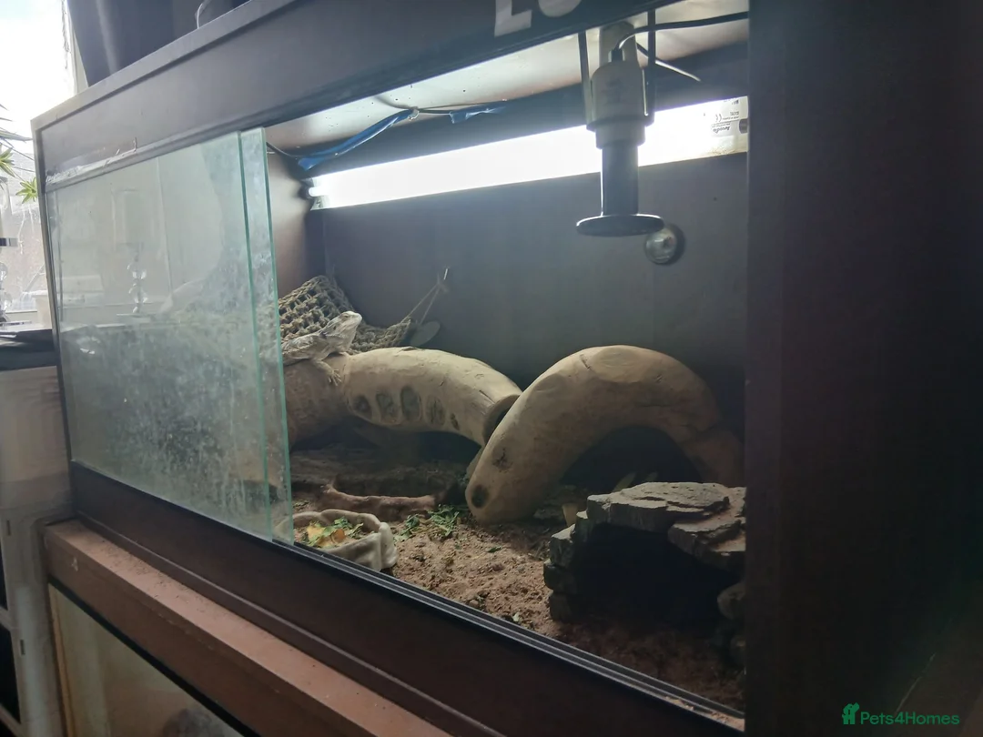 Bearded Dragon reptiles for sale: Bearded dragon x2 both have full working  vivs in Cleethorpes - Advert 2