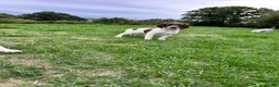 English Springer Spaniel dogs for sale: KC registered family friendly Springer Spaniels - Advert 3