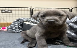 Labrador Retriever dogs for sale: Beautiful Berti  - Image 5