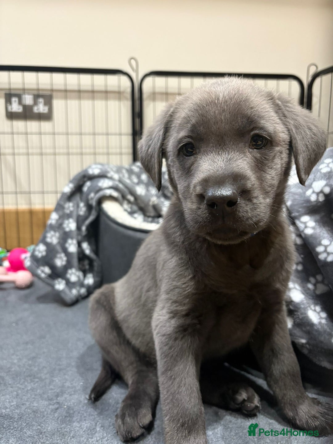 Labrador Retriever dogs for sale: Beautiful Berti  - Image 5