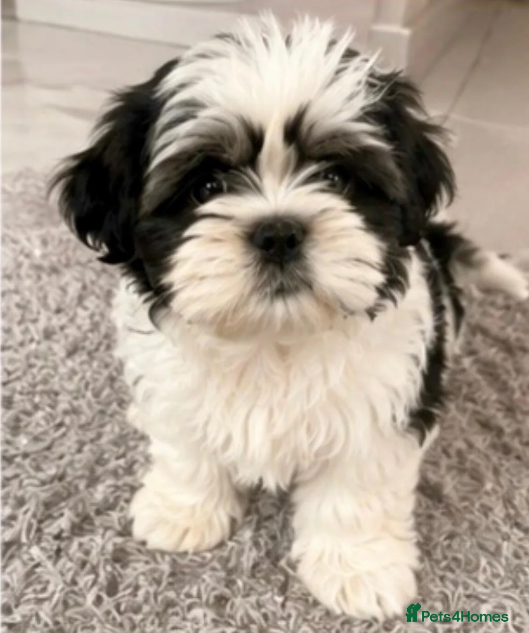 Mixed Breed dogs for sale: Bichon frisee Shitzu mix boy puppy in Derby - Advert 3