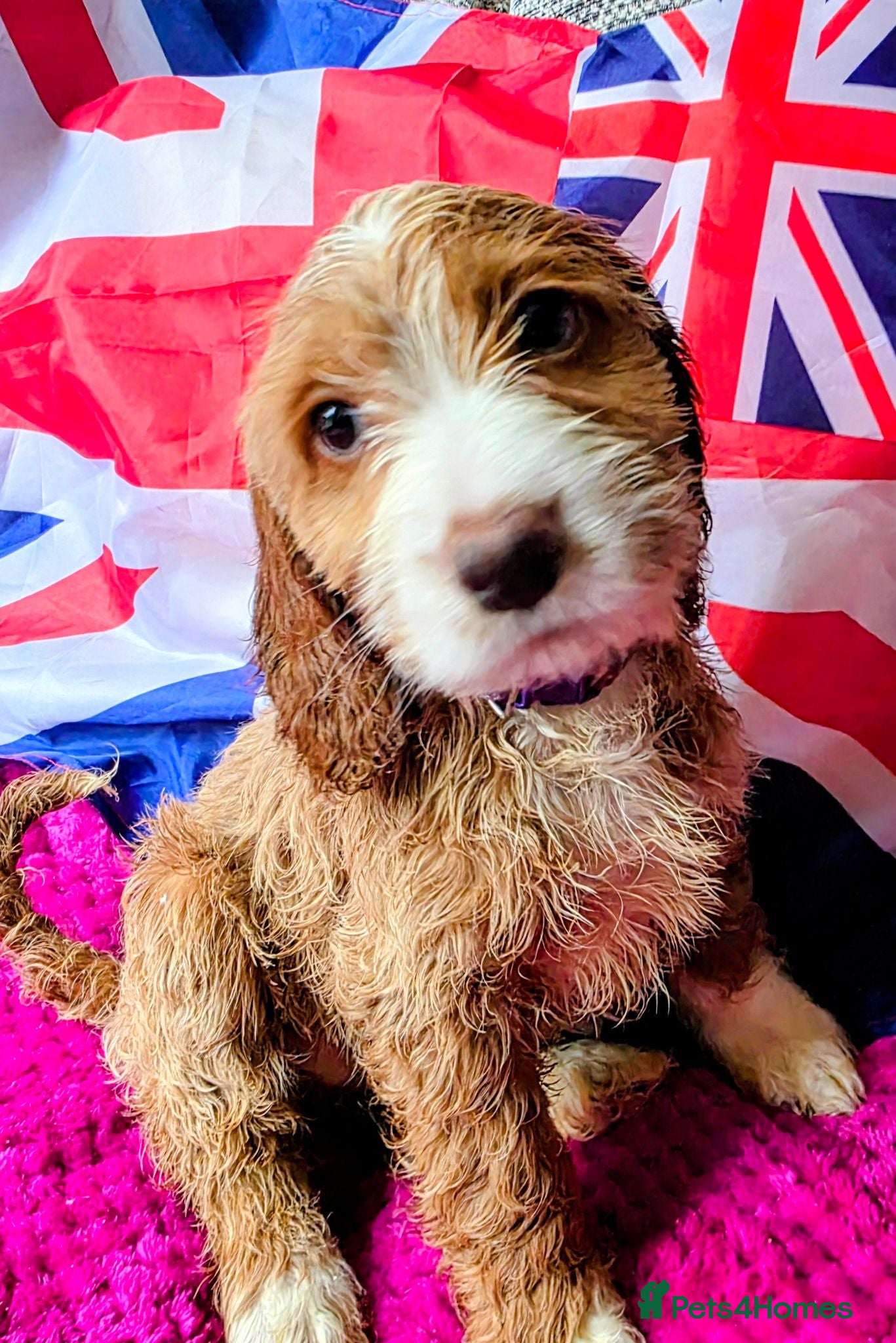 Cockapoo dogs Stunning cockapoo puppies  - Advert 11