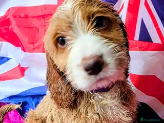 Cockapoo dogs Stunning cockapoo puppies - Advert 11