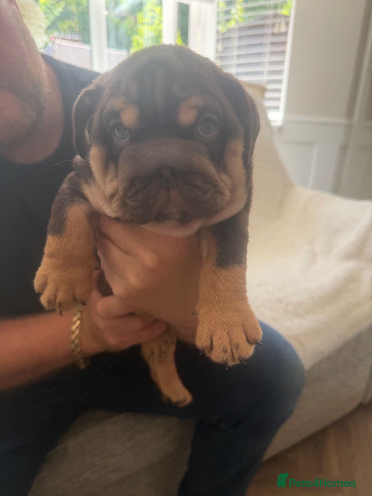 English Bulldog dogs !! Ready to leave Friday English Bulldog puppy’s ! - Advert 2