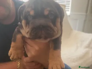 English Bulldog dogs !! Ready to leave Friday English Bulldog puppy’s ! - Advert 2