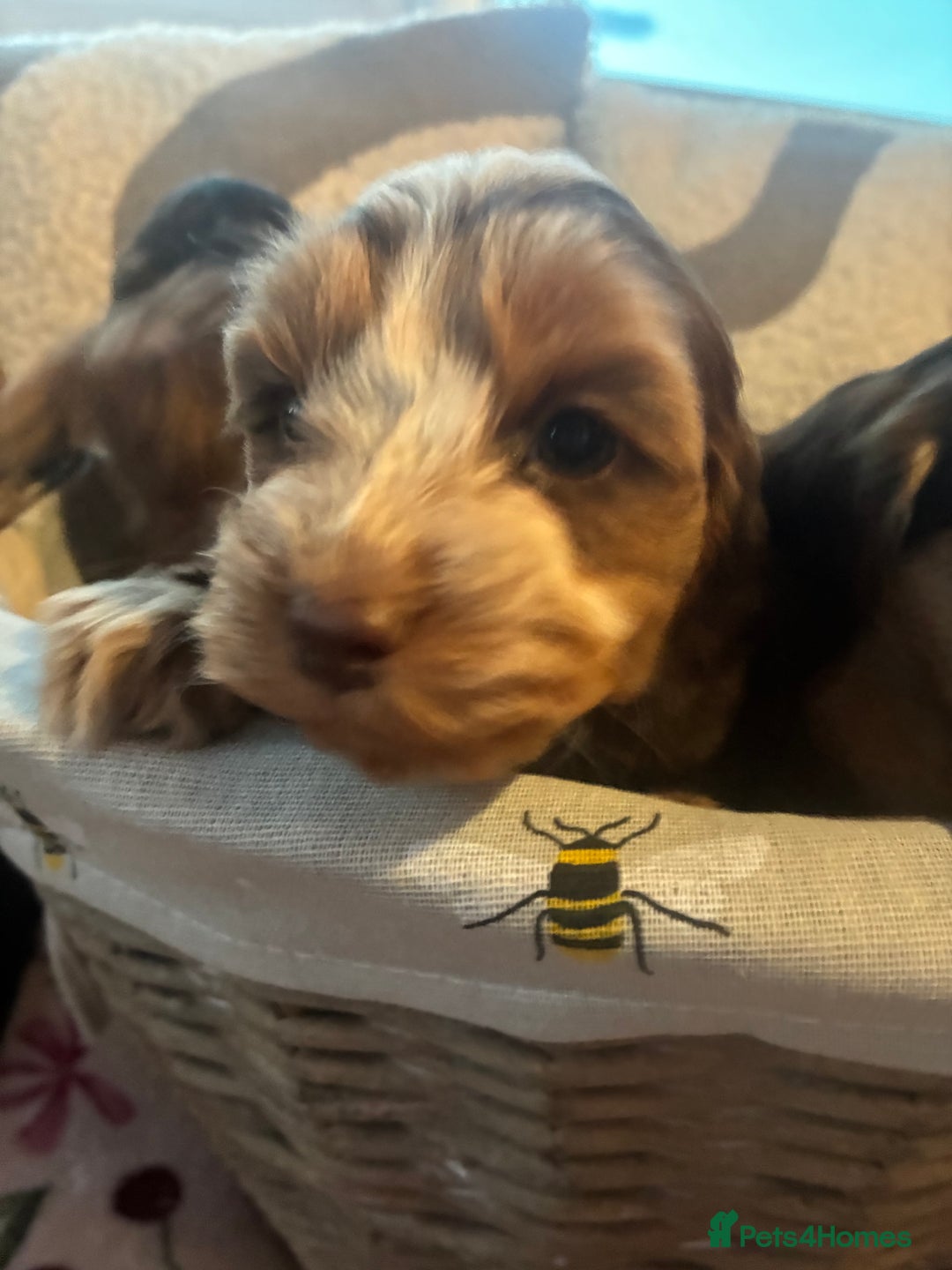 Cockapoo dogs for sale: 👑 Stunning F1 Cockapoo puppies👑 - Image 2