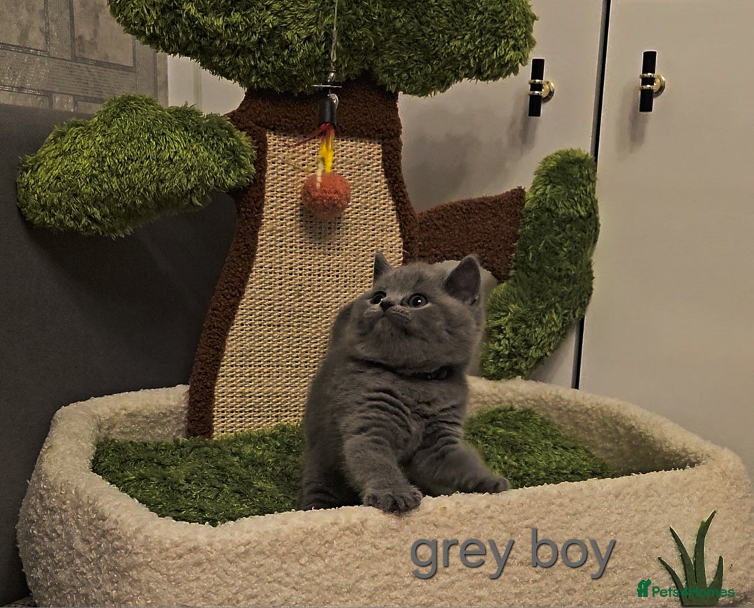 British Shorthair cats for sale: British Shorthair kitten's, GCCF pedigree - Advert 3