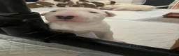 English Bull Terrier dogs for sale: 4 x kc registered English Bull Terriers  - Advert 6