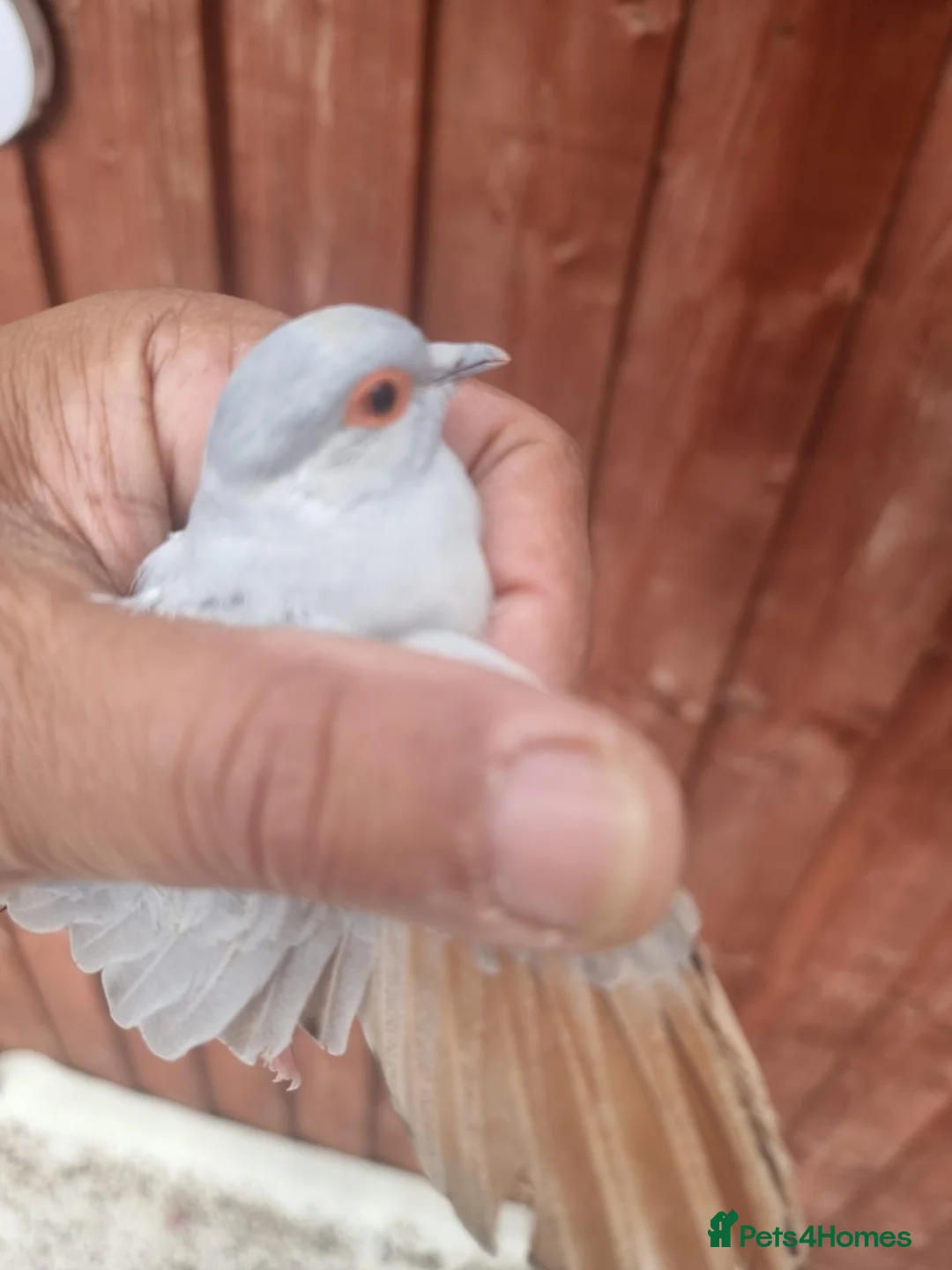 Finches birds for sale: Birds for sale in Stoke-on-Trent  - Advert 7