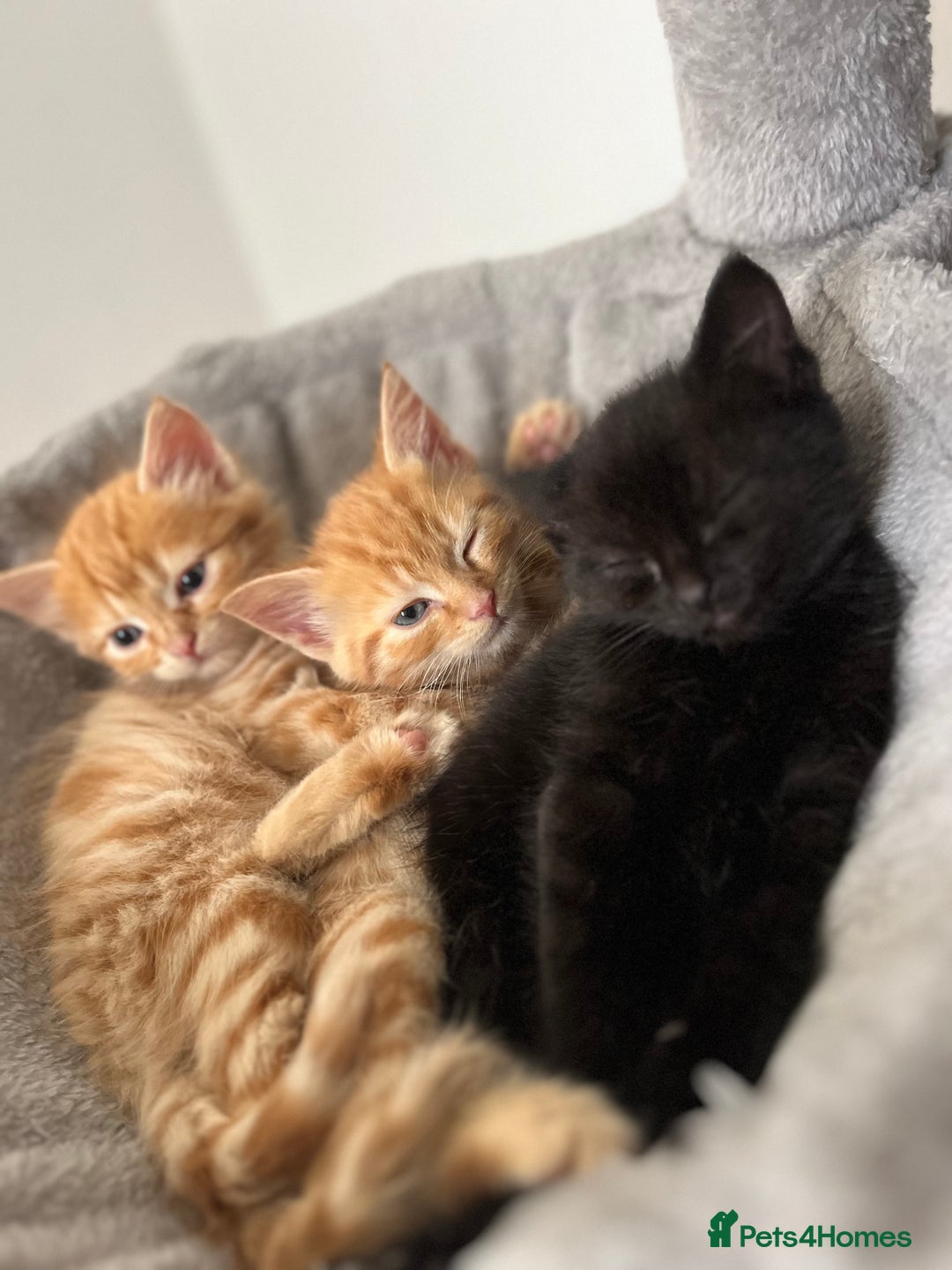 Mixed Breed cats for sale: Healthy, loved, well behaved and clean kittens - Image 1