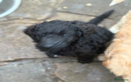 Labradoodle dogs for sale: F1B Labradoodles: available from Aug 2nd. in Uxbridge - Image 28