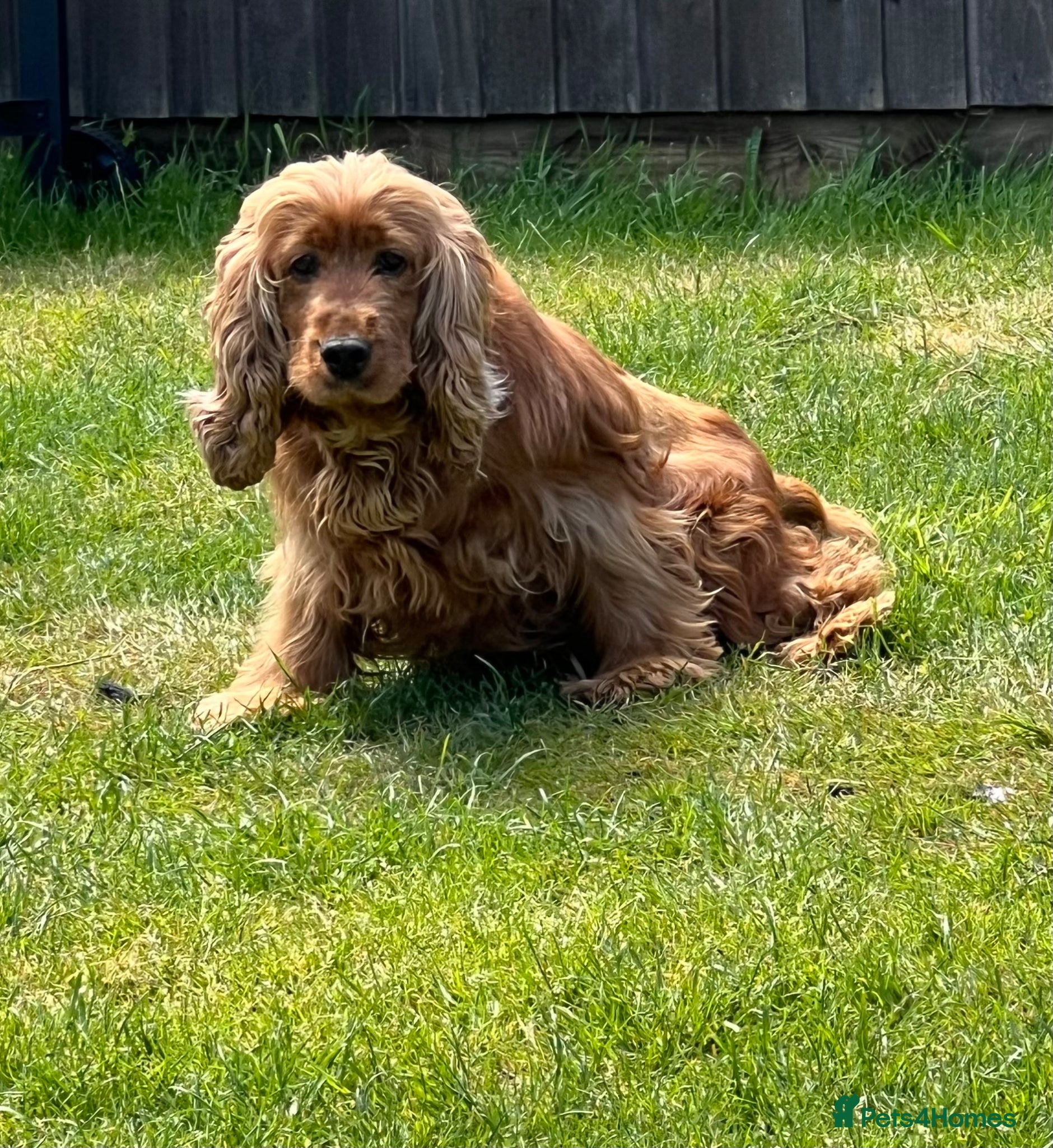 Cocker Spaniel dogs Show type cocker spaniel  - Advert 1
