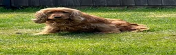 Cocker Spaniel dogs for sale: Show type cocker spaniel  - Advert 1