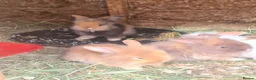 Mini Lion Lop rabbits for sale:   9 Mini Lion x lops - Advert 5