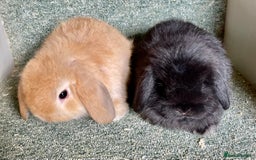 Mini Lop rabbits for sale: Mini lop beautiful babies - Advert 3