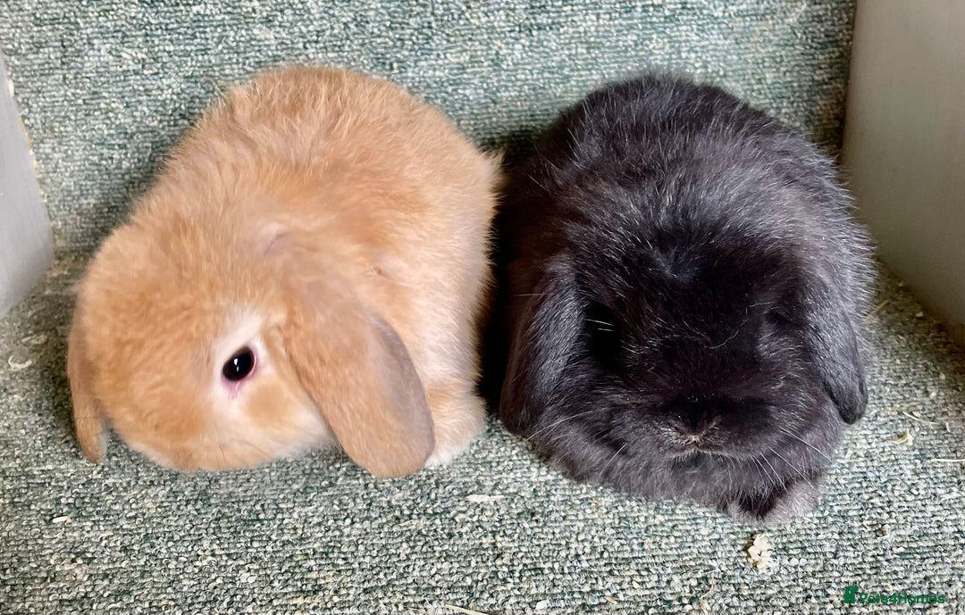 Mini Lop rabbits for sale: Mini lop beautiful babies - Advert 3