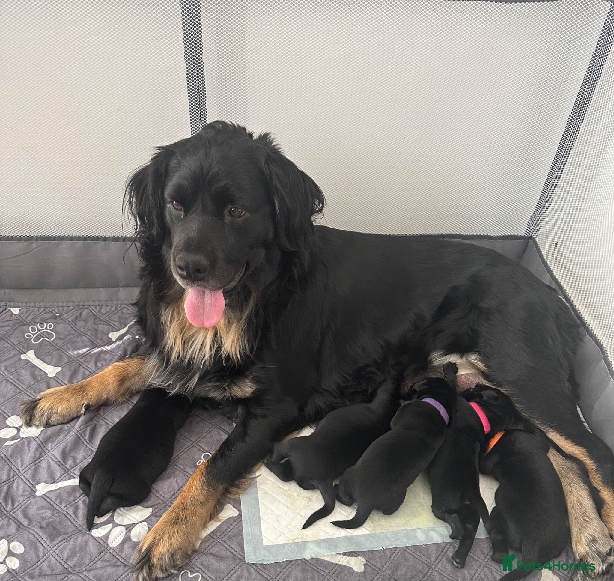 Mixed Breed dogs Beautiful labrador cross puppies  - Advert 2
