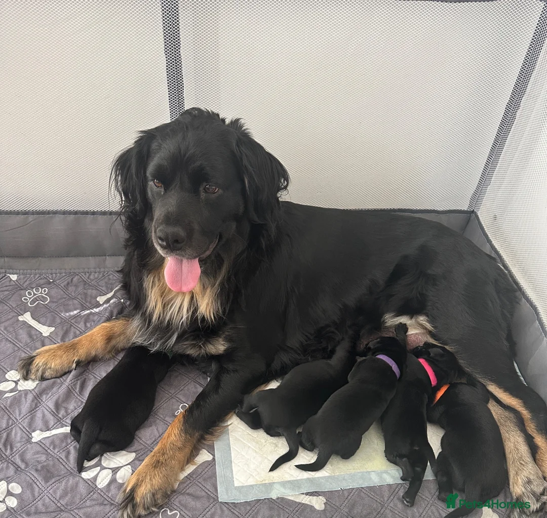 Mixed Breed dogs for sale: Beautiful labrador cross puppies  in Peacehaven - Advert 1