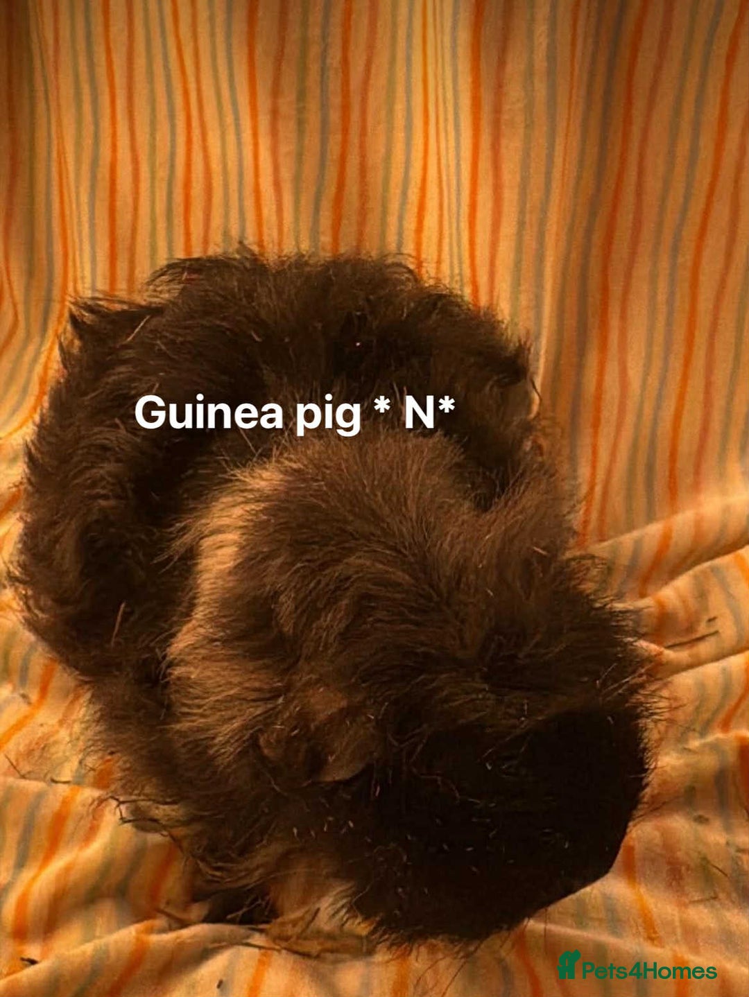 Guinea Pig rodents for sale: Mixed age female Guinea pigs for sale - Advert 13