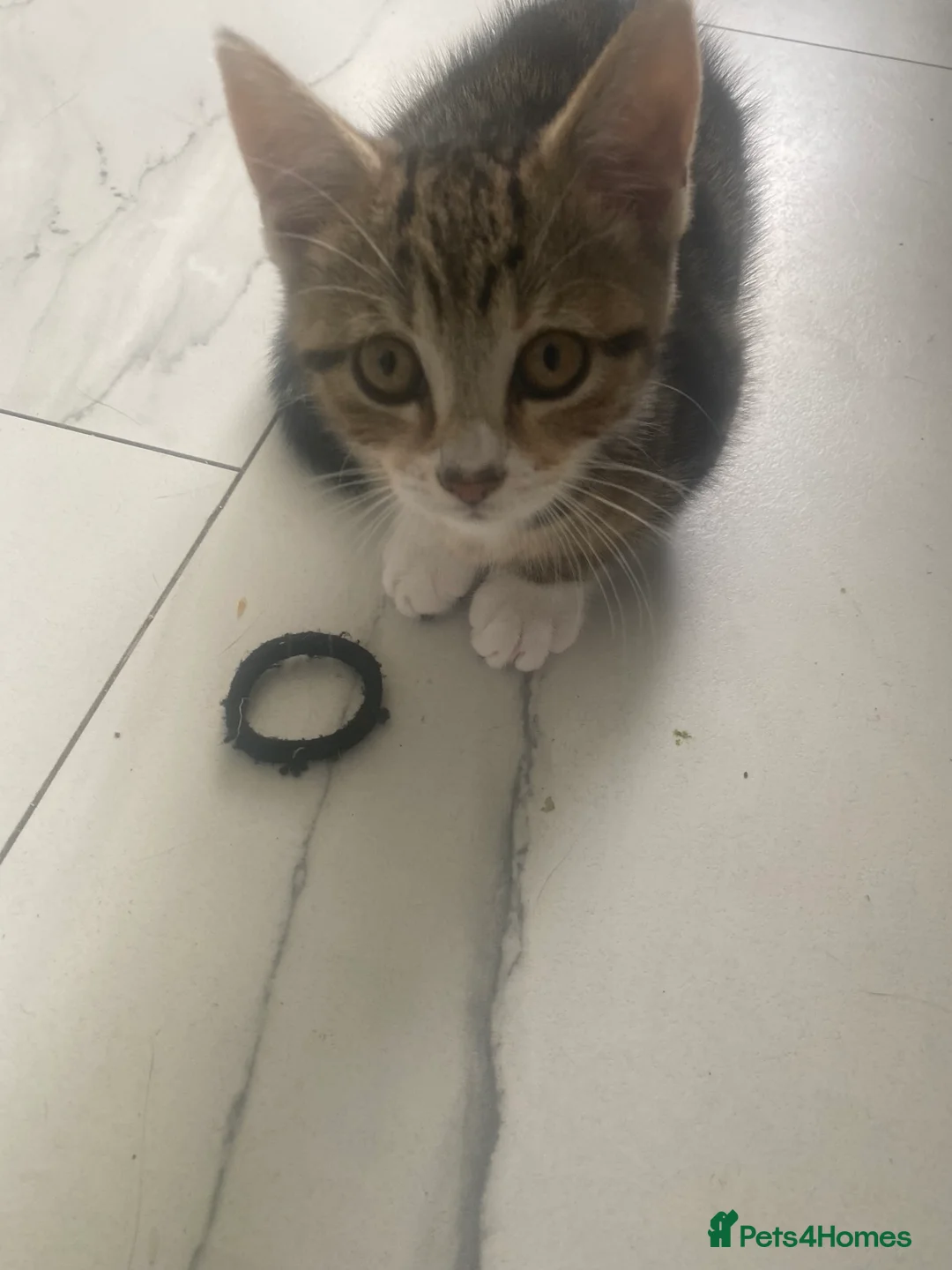Mixed Breed cats for sale: Kittens  - Advert 2