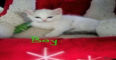 Ragdoll cats - Advert 9