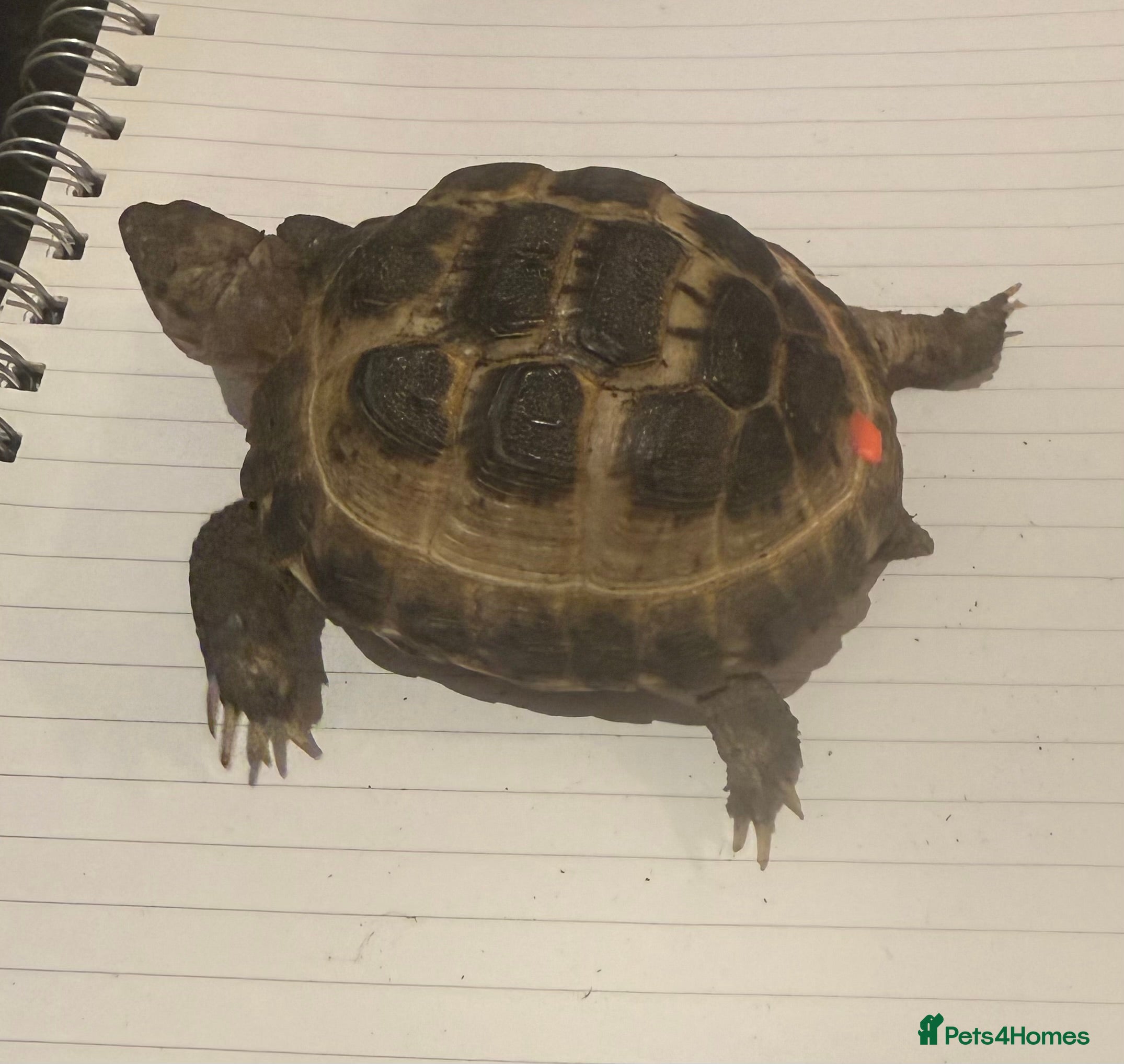 Tortoise reptiles 12 Month Old Youngling Horsfield Tortouse - Advert 1
