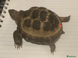 Tortoise reptiles for sale: 15 Month Old Youngling Horsfield Tortouse - Advert 2