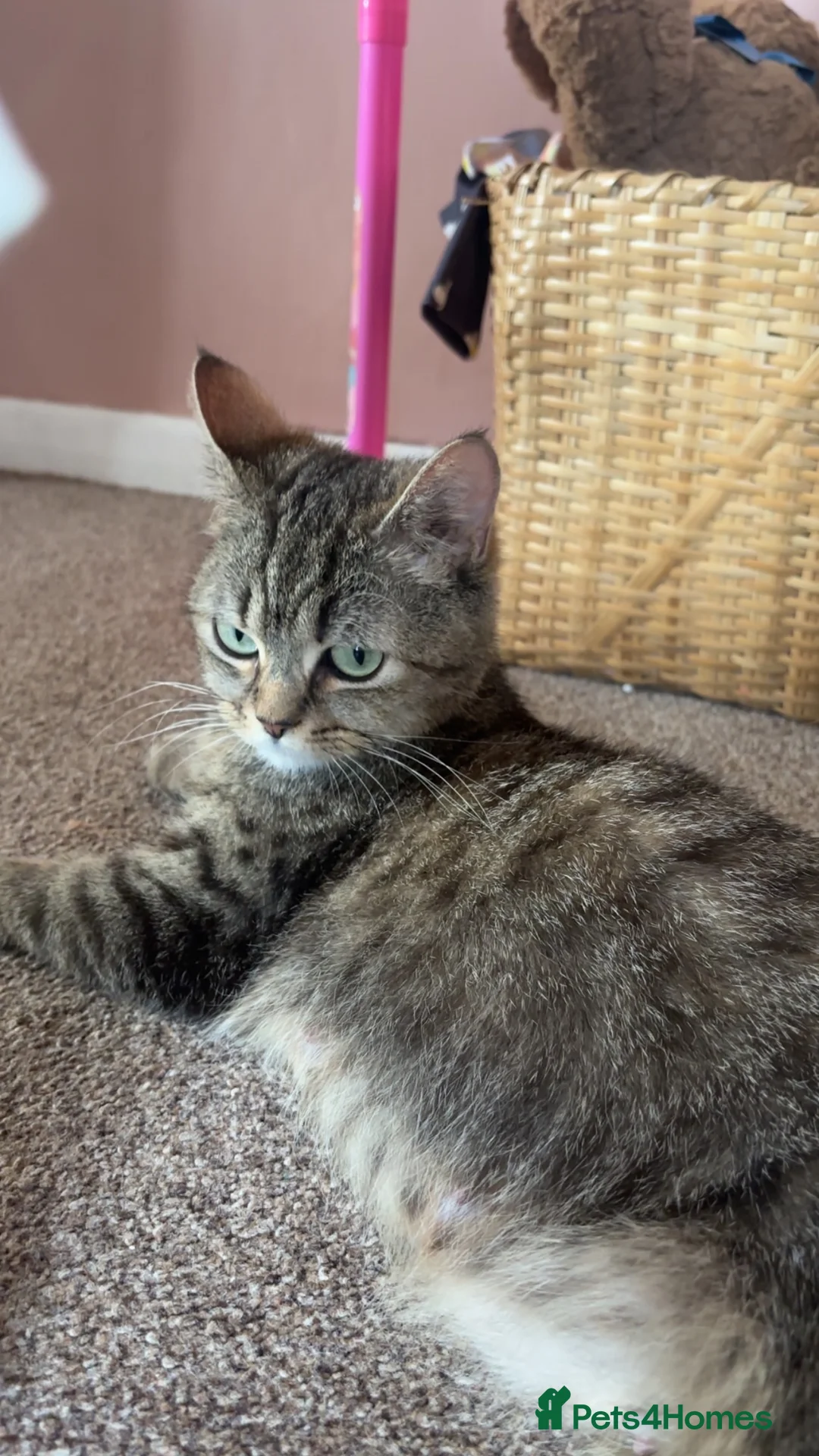 Mixed Breed cats for sale: Half Scottish Fold Kittens - Advert 2