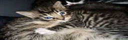 Ragdoll cats for sale: Ragdoll Kittens in Leicester - Advert 6