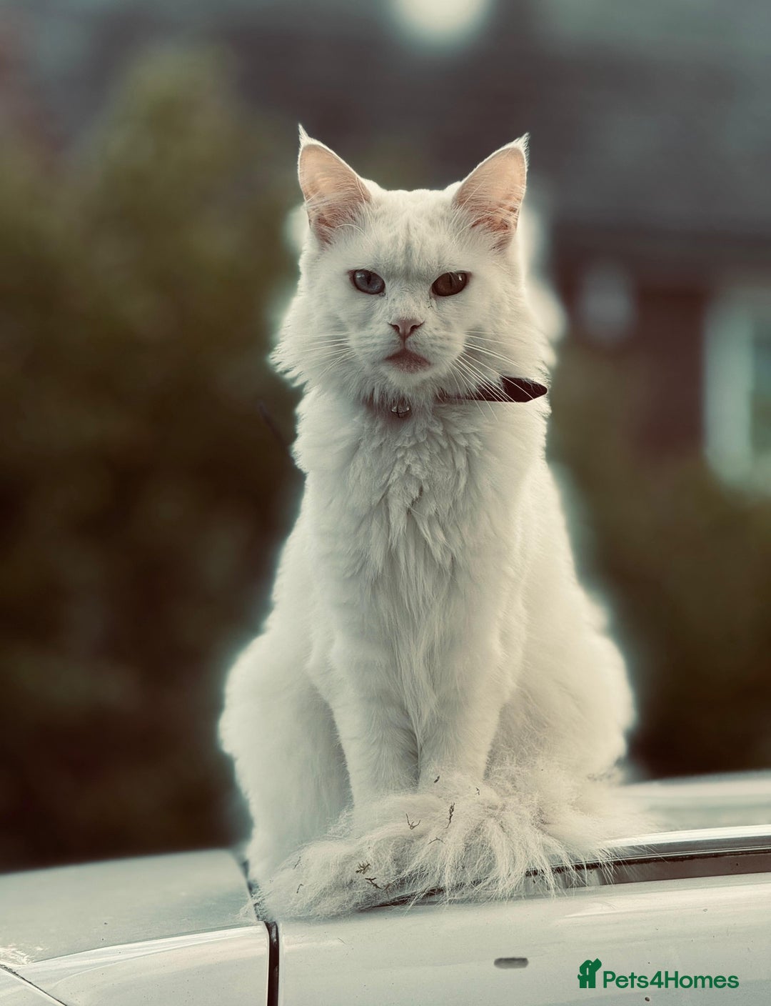 Mixed Breed cats for sale: Maine Coon Kittens - Advert 1