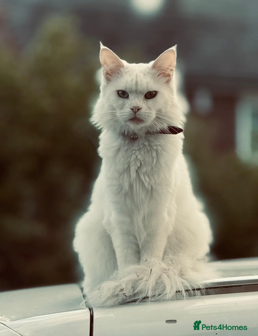 Mixed Breed cats for sale: Maine Coon Kittens - Advert 1