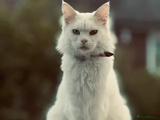 Mixed Breed cats Maine Coon Kittens - Advert 21