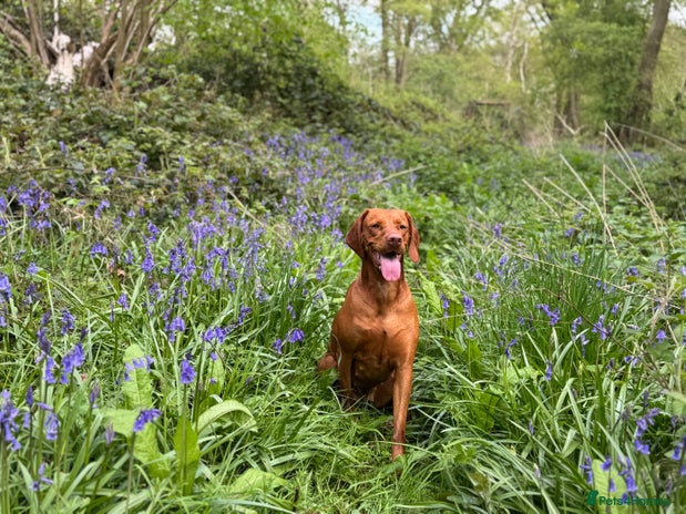 Hungarian Vizsla dogs - Advert 1