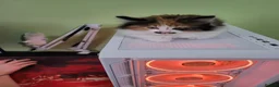 Mixed Breed cats for sale: Tortoiseshell/ calico fluffy  - Advert 4