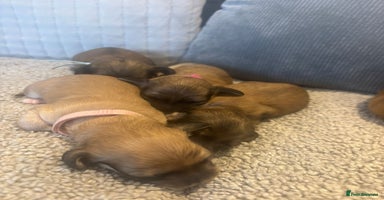 Miniature Dachshund dogs - Advert 11