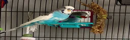 Budgerigars birds for sale: Male budgie in Spalding - Advert 1
