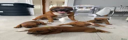 Staffordshire Bull Terrier dogs for sale: 🐾Beautiful Red Staffy Puppies - 2 boys 2 girls 🐾 in Belvedere - Advert 7