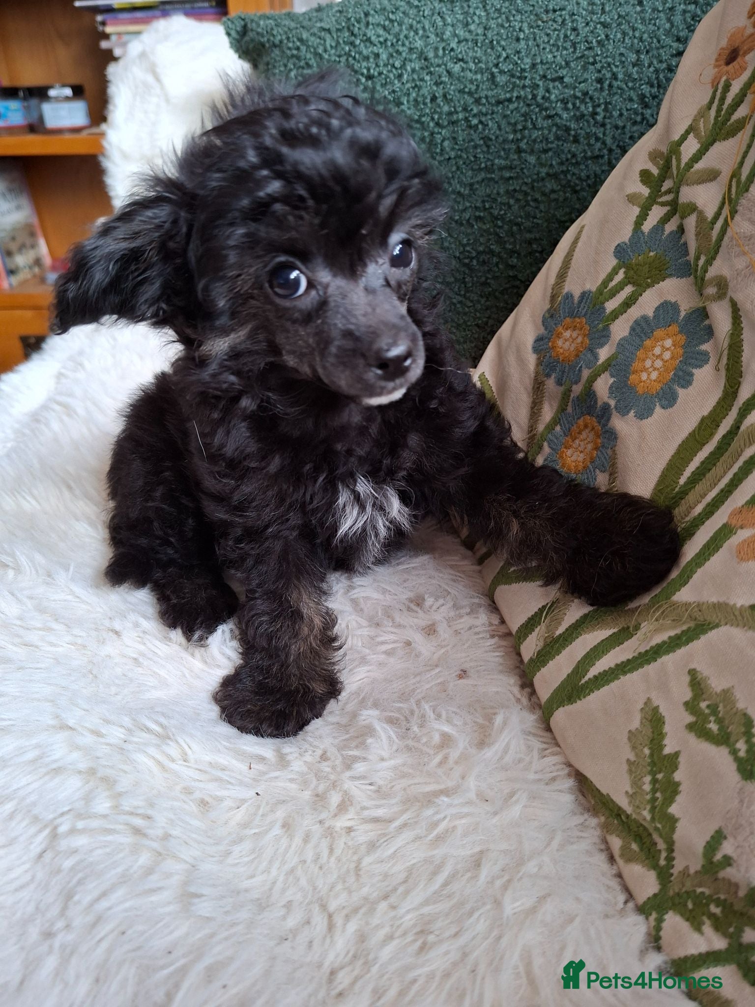 Mixed Breed dogs Stunning small papipoos/ papillon  x toy poodle - Advert 1