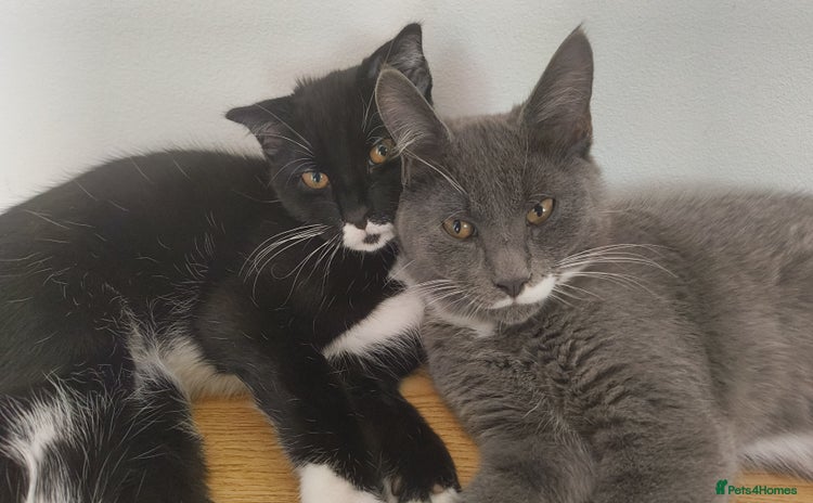 Scottish Fold cats in Manningtree - Advert 3