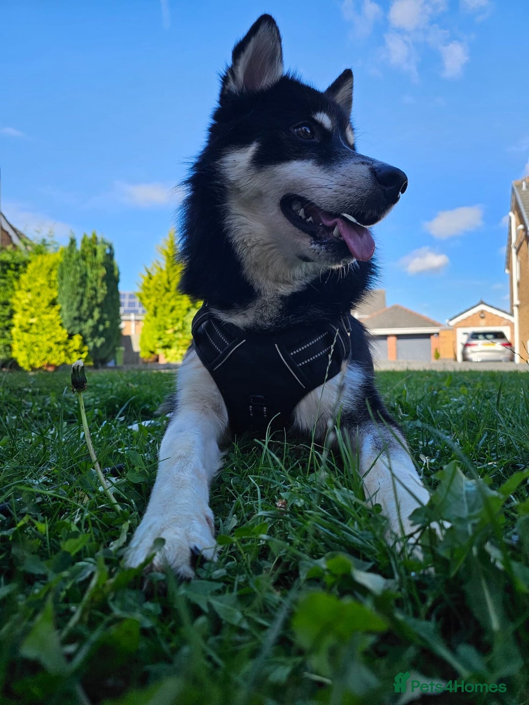 Mixed Breed dogs for sale: Meet Sparks - Image 9