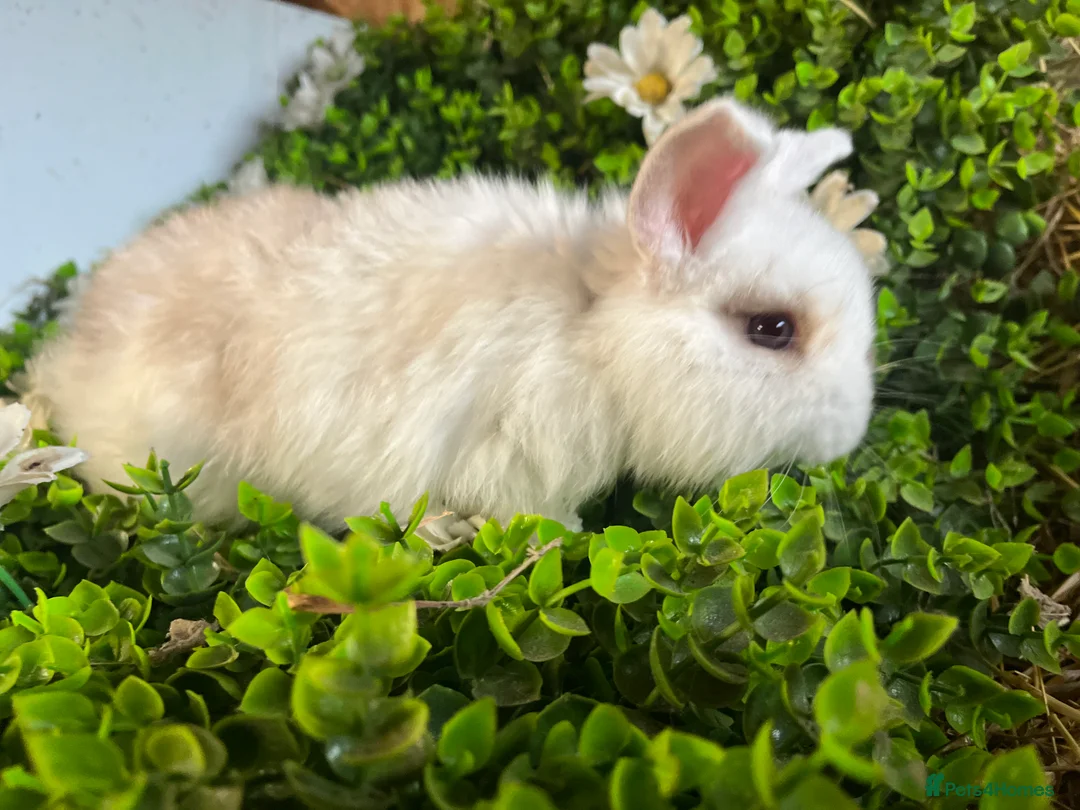 Mini Lion Lop rabbits for sale: Mini lion lops  - Advert 4