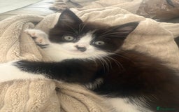 Persian cats for sale: Half Persian male  - Image 3
